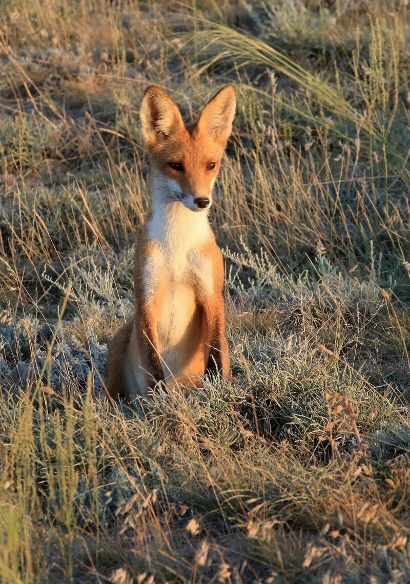 Калмыкский Корсак. Лиса Корсак. Корсак Степной. Степной Лис Корсак. Fox russia