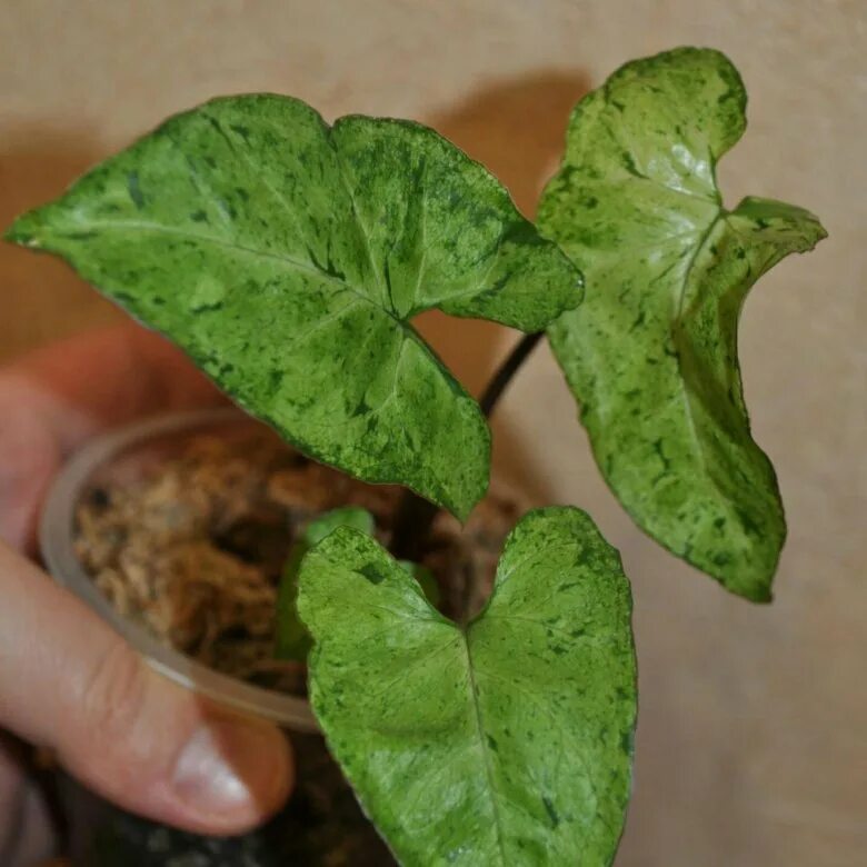 сингониум фриклес