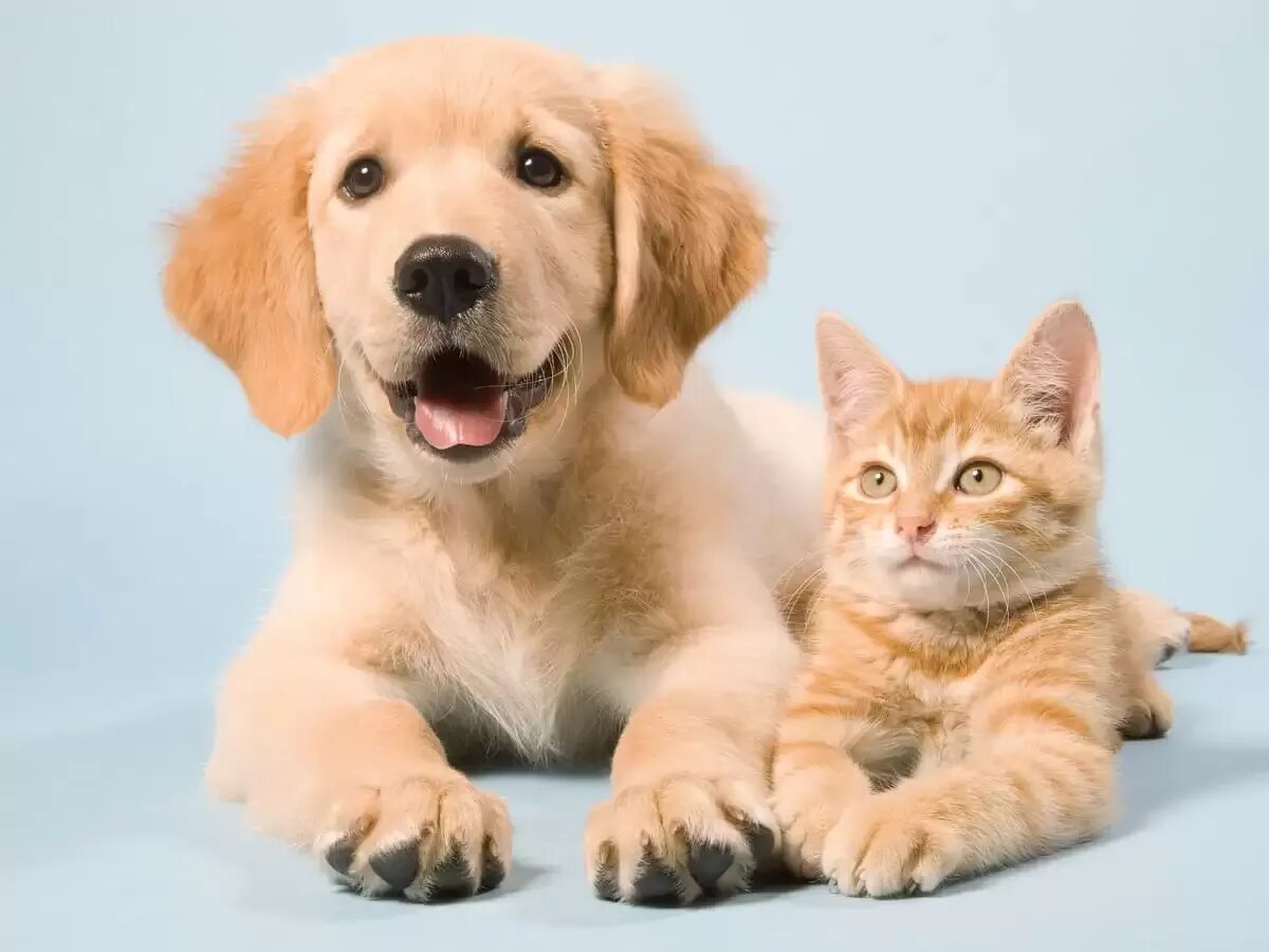Pets are our friends. Pets are our friends. The most popular pets in the world. Эстетичные кошки и собаки. Pets are our friends.