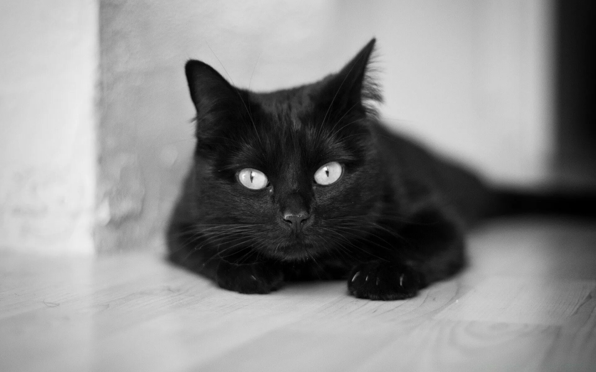 Чёрный кот. Красивая черная кошка. Котята чёрно белые. Черный котенок.