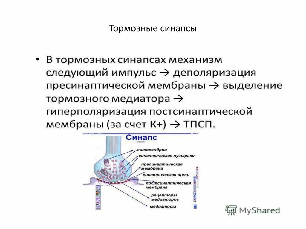 Тормозящие синапсы и их медиаторы. Возбуждающие и тормозящие синапсы. Медиаторы тормозных синапсов. Медиаторы тормозных синапсов. Возбуждающие и тормозные медиаторы.