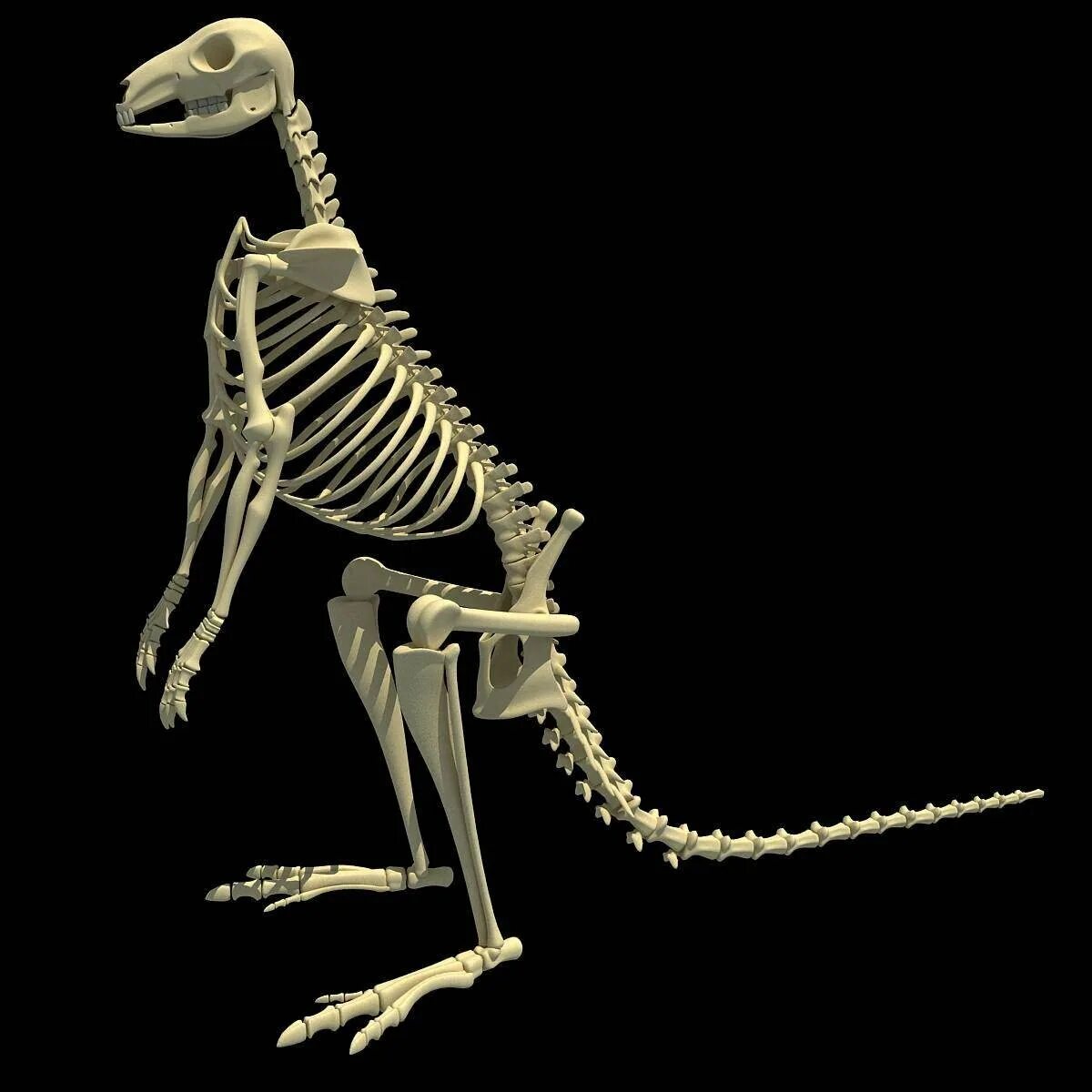 Облегченный скелет. Скелет кенгуру строение. Сумчатые кости у кенгуру. Сумчатые кости у сумчатых. Скелет сумчатых млекопитающих.