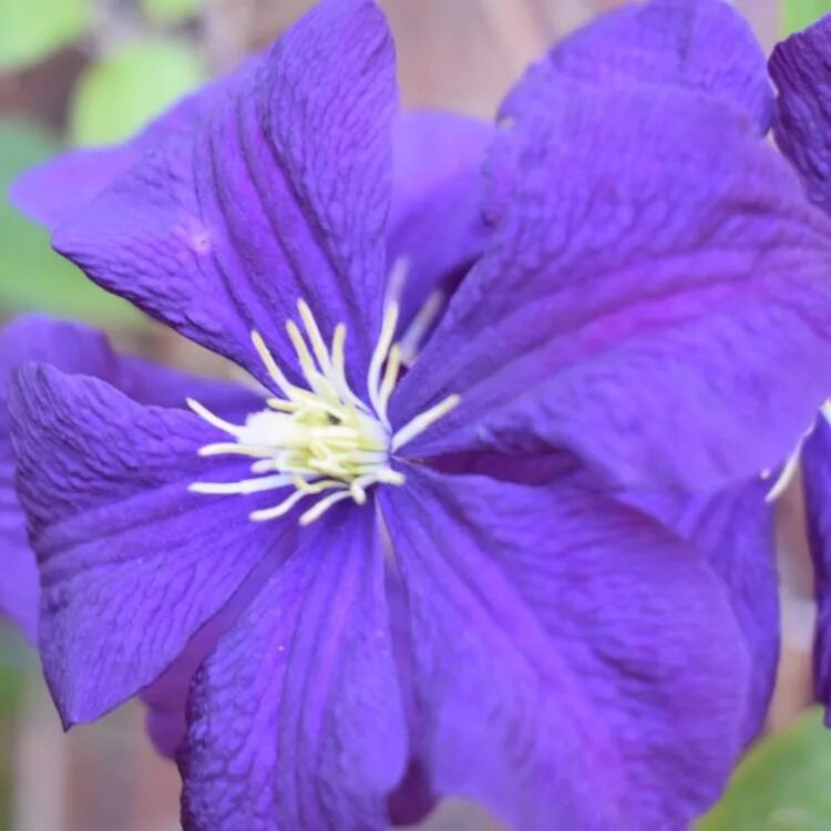 Клематис Этуаль Виолет. Клематис Этуаль Вайолет. Клематис etoile Violette. Клематис Этойле Виолет. Этуаль виолет