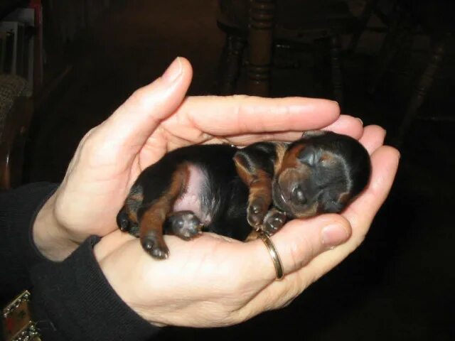 Pin by Liliana Keilwerth on (♥) Dachshunds and other dogs(♥) Cute dogs, Dachshun