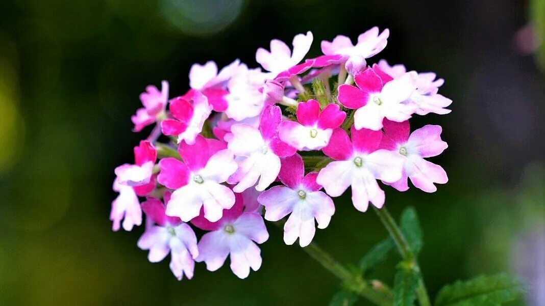 Вербена. Вербена цветок. Вербена Empress Pink&White. Вербена Лавандовая.