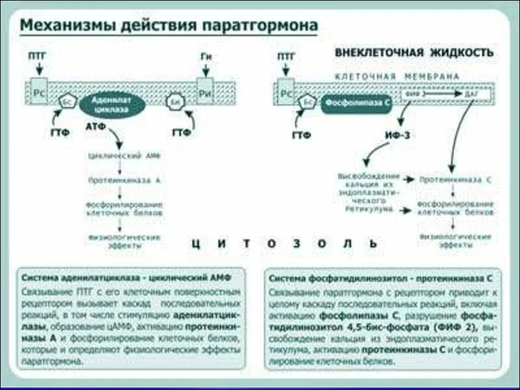 Паратгормон механизм действия. Механизм действия паратгормона и кальцитонина. Паратгормон действие. Паратгормон механизм действия. Схема регуляции кальциевого обмена паращитовидной железы.