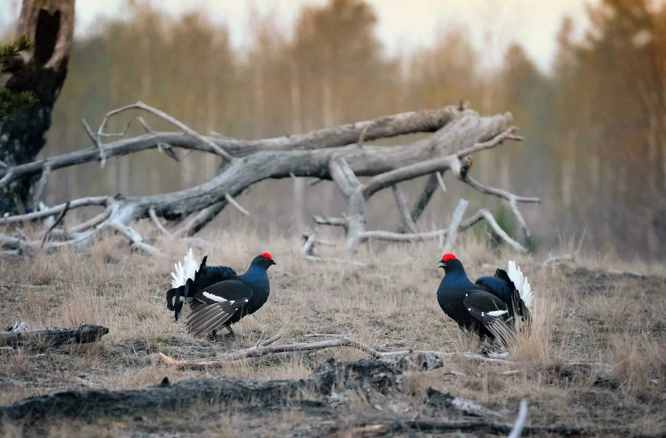 Тетерев токует. Тетерев цветной хвост фото. Косач и глухарь. Тетерев токует. Глухари на токовище.