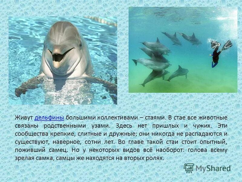 Подводные животные. Где обитают дельфины. Обитают дельфины. Дельфин ныряет. Где обитают дельфины.