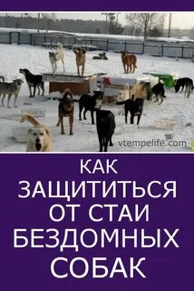 Отбился от стаи