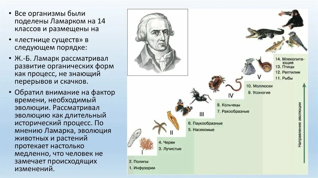 Почему теория ламарка о развитии организмов. Эволюционные взгляды Ламарка. Эволюционная теория ж б Ламарка. Теория эволюции Ламарка схема.