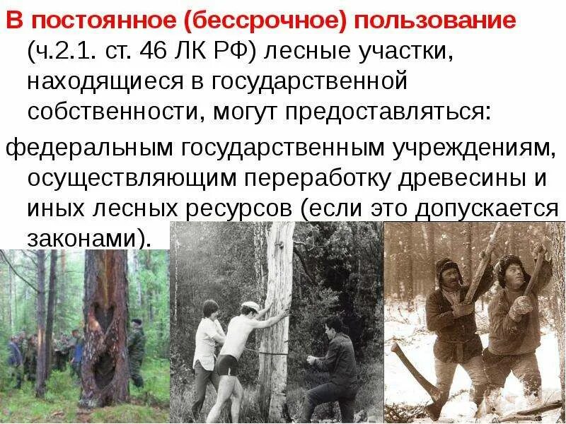 Срок пользования лесными участками. Бессрочное пользование лесным участком. бессрочное пользование лесным. право постоянного бессрочного пользования.