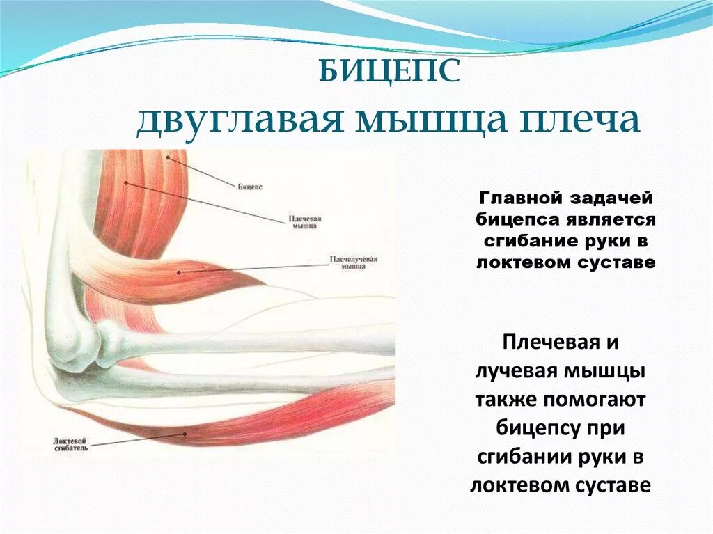 Двуглавая мышца плеча функции. Иннервация двуглавой мышцы плеча. бицепс строение мышцы анатомия. бицепс крепление и функции. бицепс плеча функции.