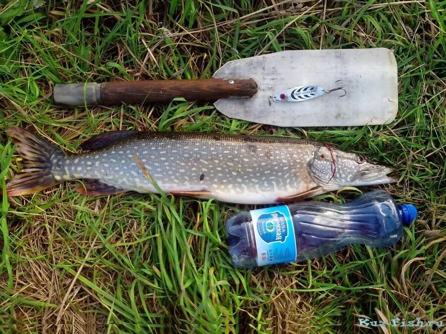 Трофейная щука. Рыбалка на реке чумыш. Какая рыба водится в чумыше. Река чумыш. Рыбалка на чумыше.