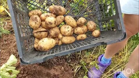 День выкопанной картошки