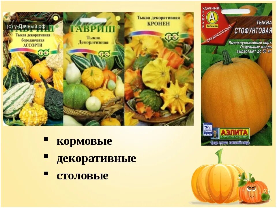 Кормовая тыква фото и столовая отличия