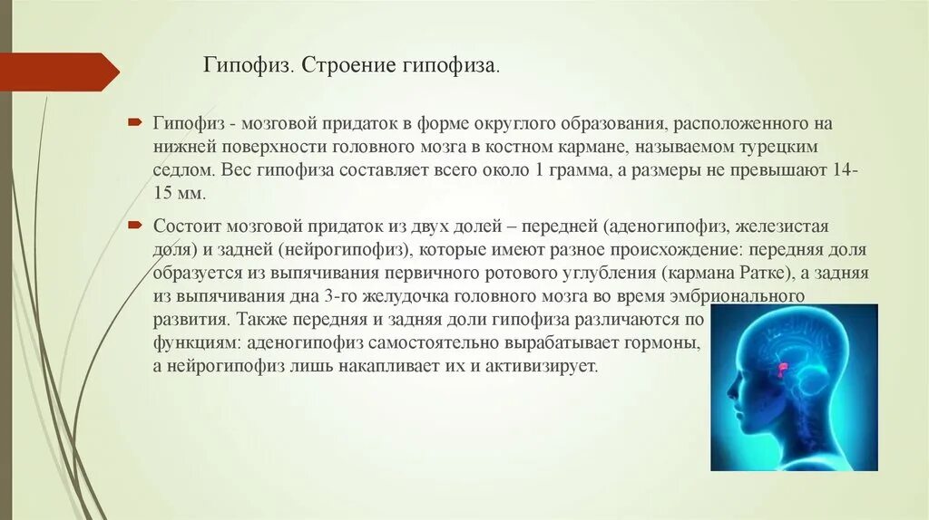 Какая функция гипофиза. Гипофиз строение. Доли гипофиза. Гипофиз презентация.