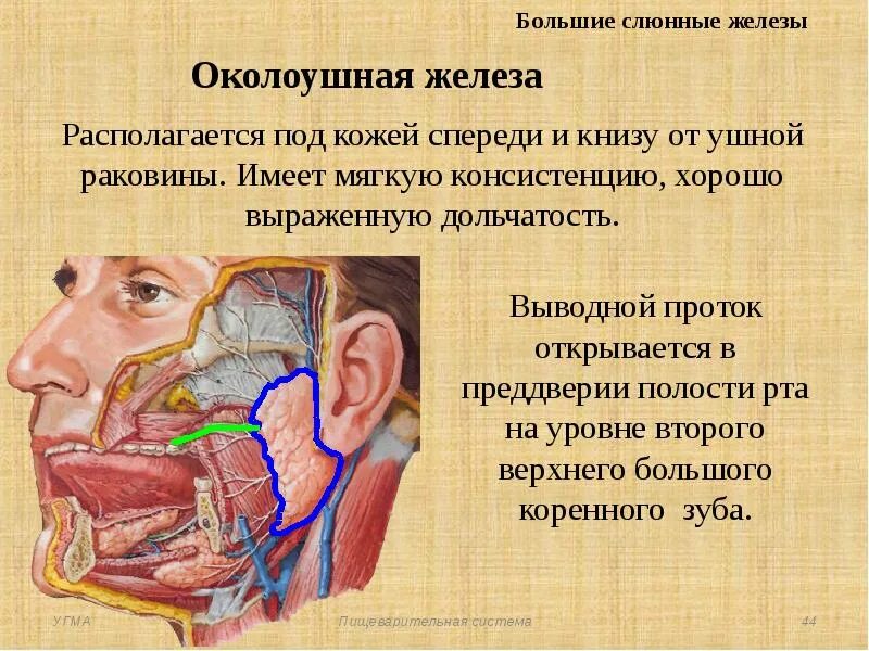 Выводной проток околоушной железы. Проток околоушной железы анатомия. Строение околоушной слюнной железы. Проток околоушной слюнной железы. Околоушная железа нерв