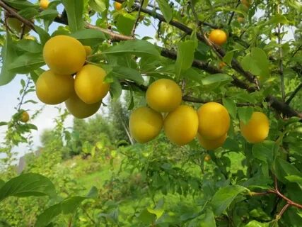 Сорта русской алычи