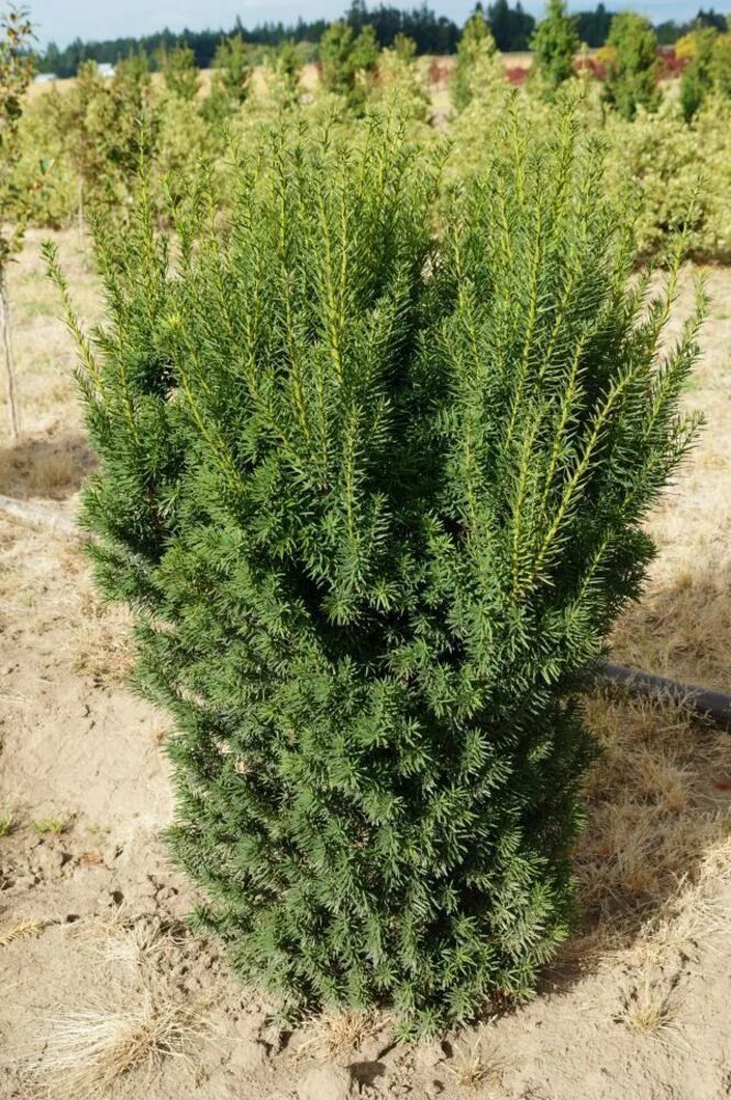 Тис средний хикси. Тис средний фото и описание. Тис hicksii. Тисс(taxus) groenland. Тисс ягодный хикси.