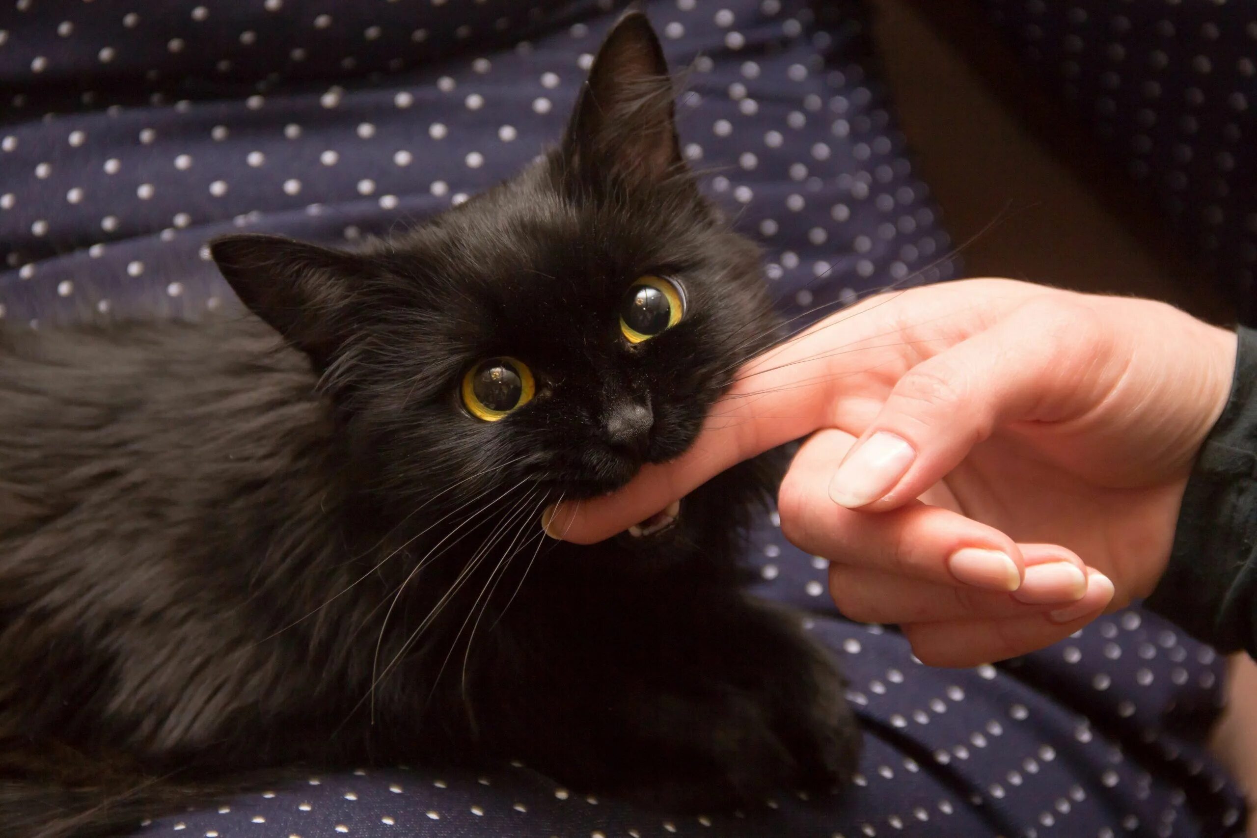 Cat bite