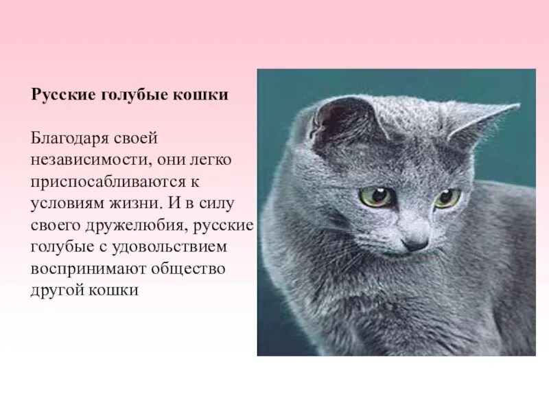 Сведения о русской голубой. Русско голубая кошка описание породы. Основные сведения о русской голубой кошке. Описание голубой кошки. Доклад про русскую голубую кошку.
