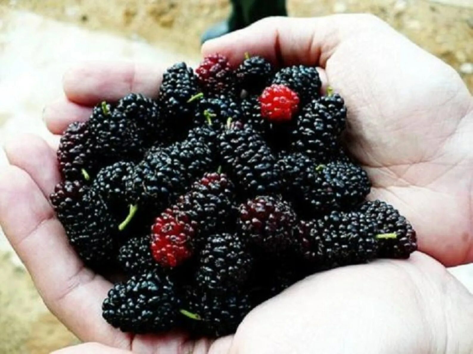 Mulberry шелковица. Шелковица Морус Нигра. Шелковица черная (Morus nigra). Шелковица (тутовник) черный принц.