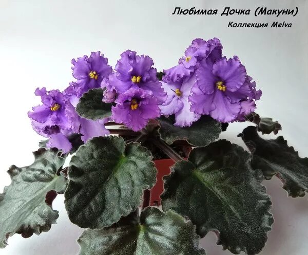 Фиалка любимая дочка. Фиалка любимая. Фиалка любимая дочка. Bubble gum charm фиалка. Фиалка любимая.