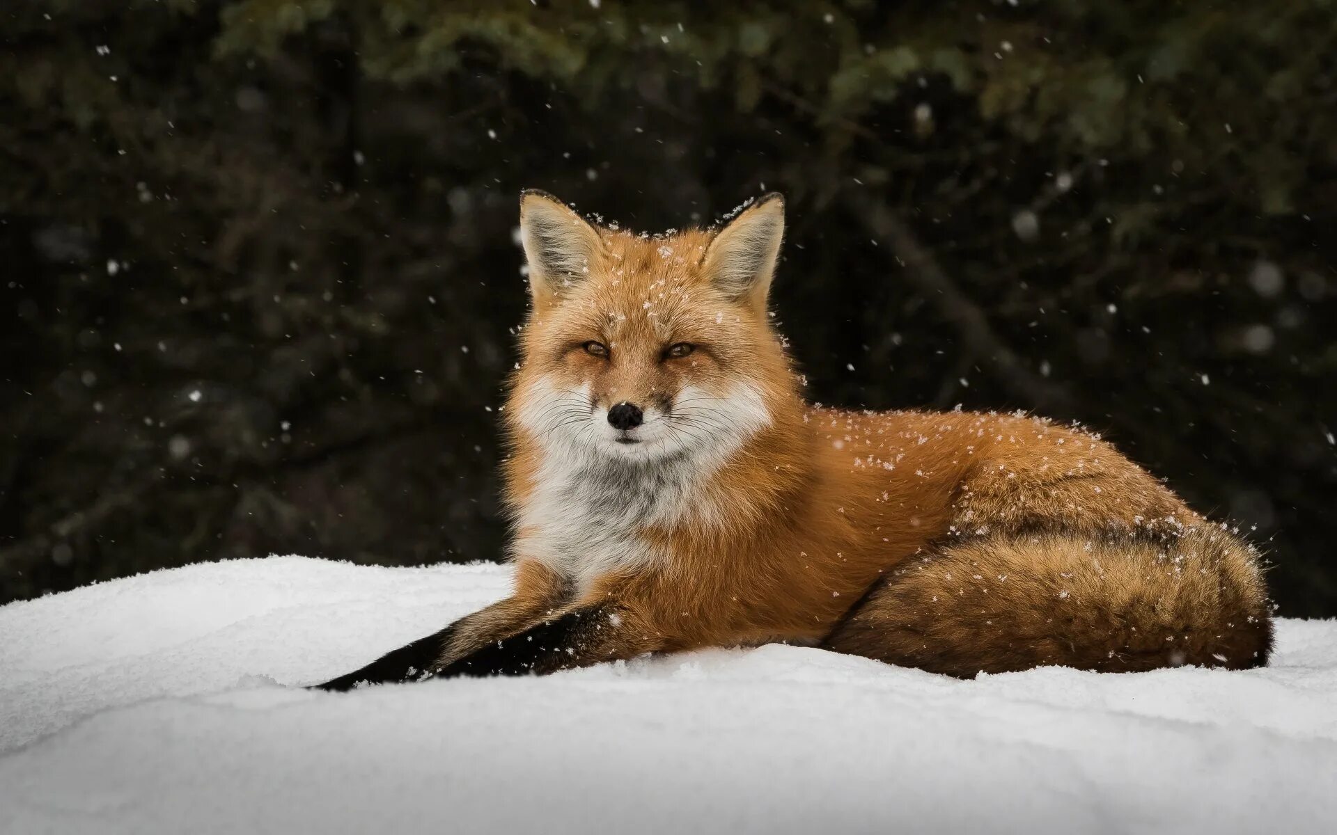 Лиса. Красивая лиса. Лисы зимой. Лиса лежит. K fox