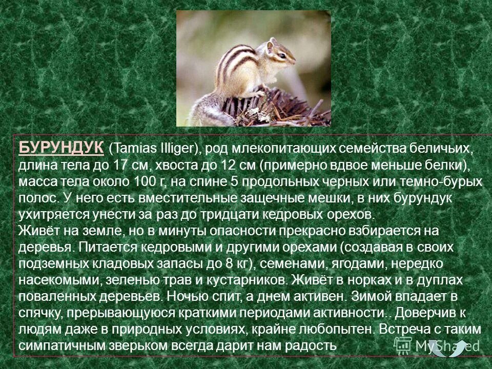 Бурундук окружающий мир 4 класс сообщение кратко. Сообщение о бурундуке. рассказ о бурундуке. доклад на тему бурундук. бурундук доклад.