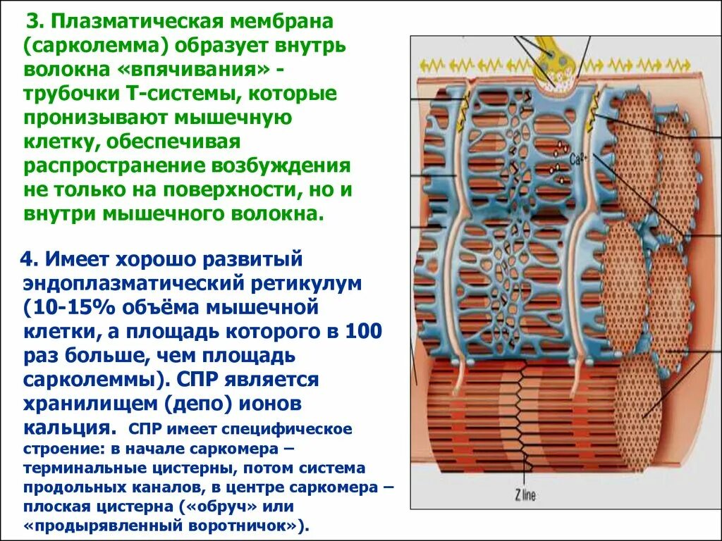Мембрана мышечного волокна. Т-система мышечного волокна функции. Т - система мышечного волокна образована. Функция т трубочек в мышечном волокне. Каналы т системы мышечного волокна.