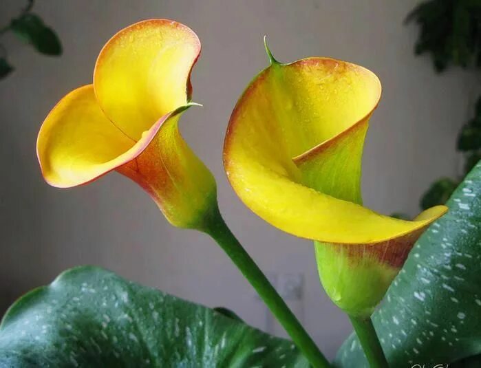 Plants have coexisted with humans for centuries. As a result of observing them,