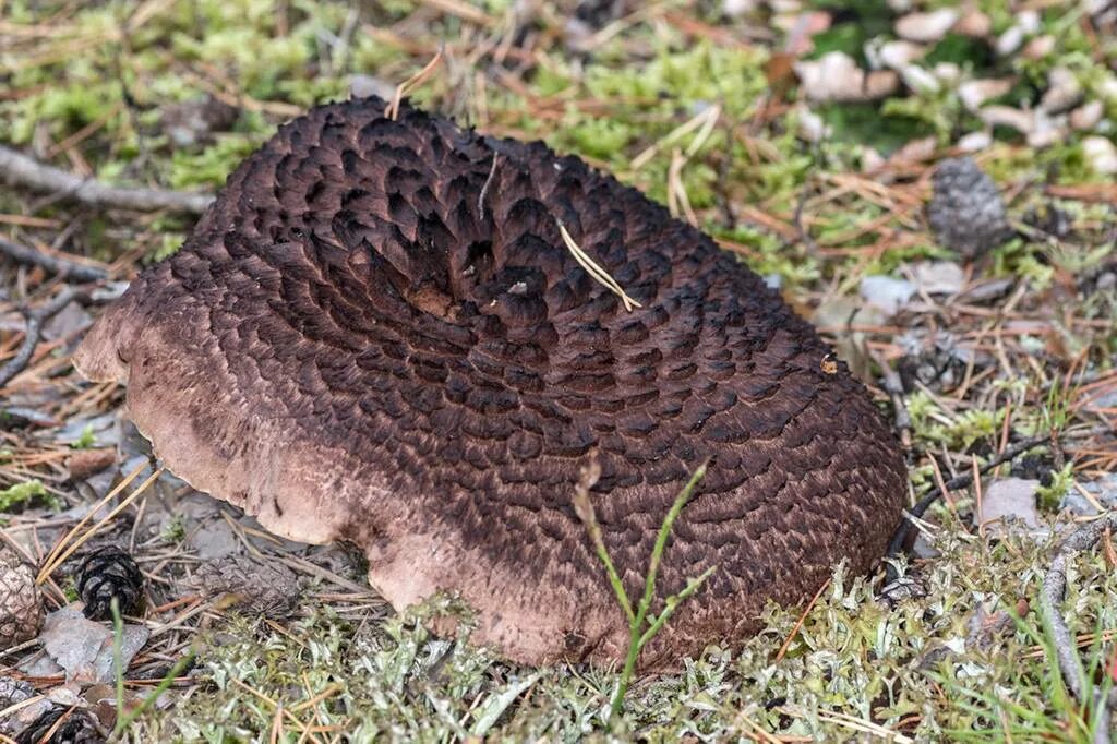 гриб лось. ежовик пёстрый. ежовик пестрый sarcodon imbricatus. грибы ежовик жёлтый. лосиный гриб.