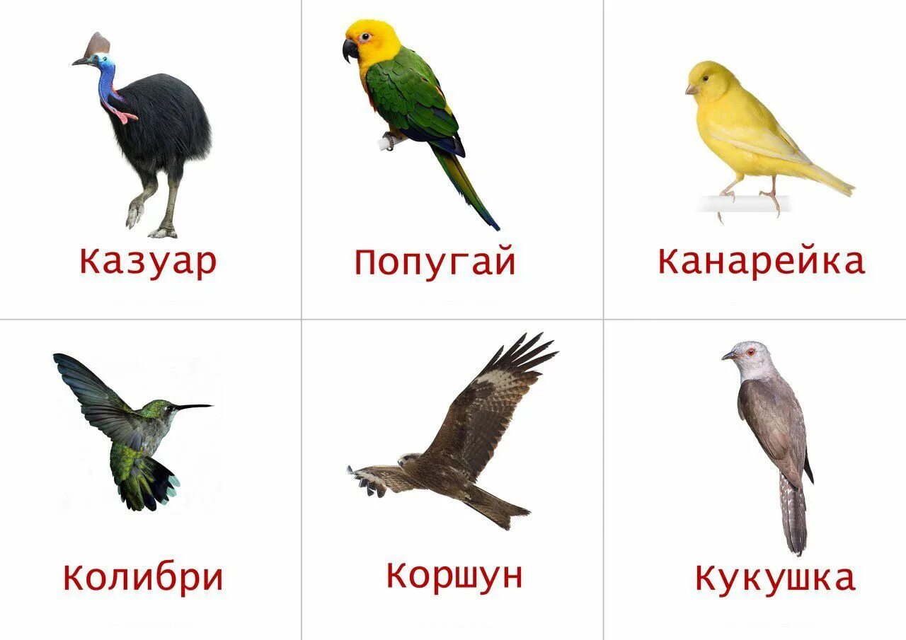 Загадки про птиц для дошкольников
