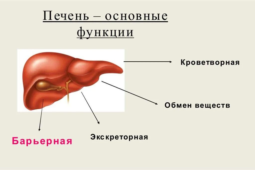 Печень 10 см. Печень анатомия человека. Функции печени.