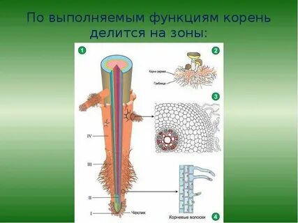 Различные зоны корня