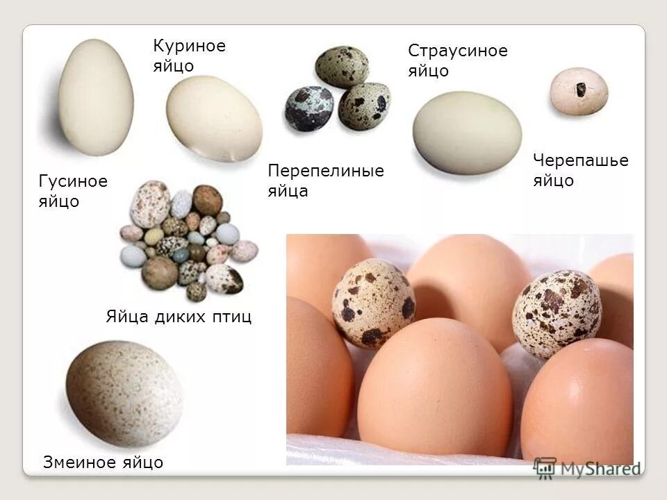 Одно куриное сколько перепелиных. Разновидности яиц. Куриные и перепелиные яйца. Сравнение перепелиных Шей и куриных. Размер перепелиного яйца.