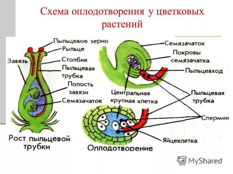Процесс оплодотворения у цветковых происходит. Схема двойного оплодотворения у цветковых растений 6 класс.