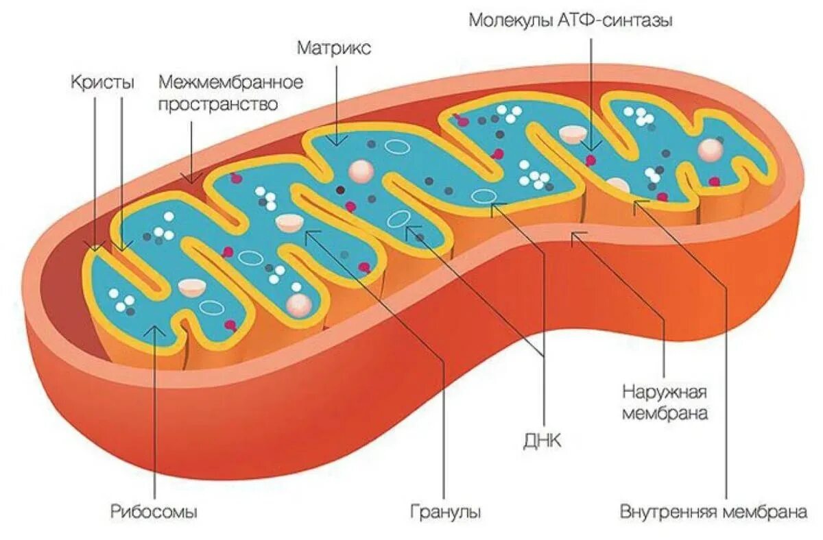 Строение митохондрии клетки. Строение митохондрии рисунок. Состав и строение митохондрии. Строение митохондрии эукариотической клетки. Строение ядра митохондрии