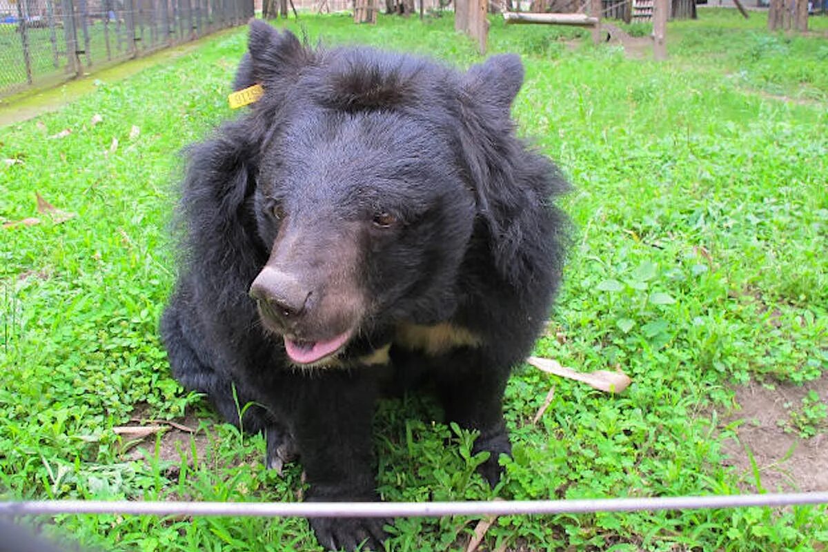 Черная собака похожая на медведя. Собака похожая на медведя большая. Животное похожее на медведя. Bear to think