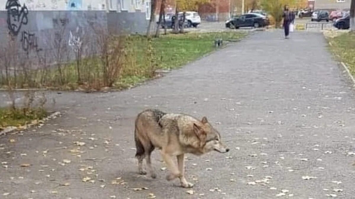 Догнал волка. Волк в городе.