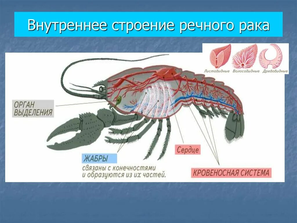 Строение членистоногих. Внутреннее строение ракообразных. Органы выделения ракообразных. Выделительная система ракообразных. Каким органом дышит речной рак