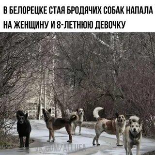 Стая собак женщина