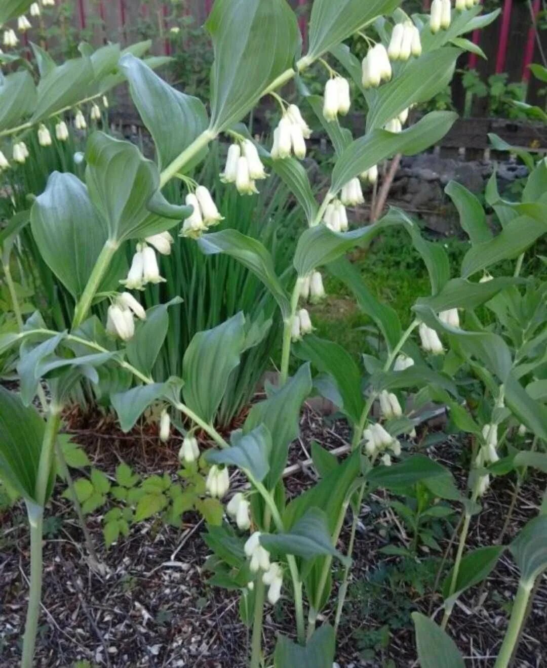 Купена цветок садовый. Купена садовая. Купена хукера. Купена душистая. Купена цветок садовый.