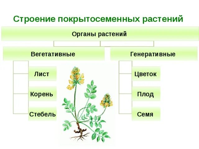 Растения города 7 класс биология конспект. Вегетативные органы покрытосеменных цветковых растений. Органы покрытосеменных растений таблица. Строение органов покрытосеменных растений. Внешнее строение покрытосеменных растений.