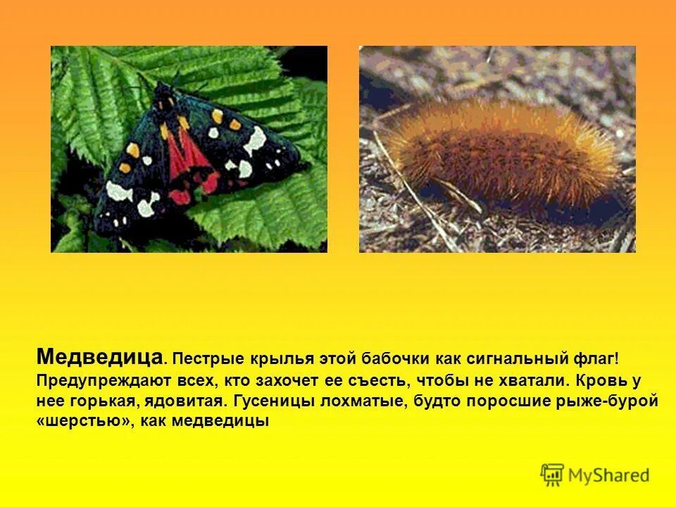 Какой тип медведицы пылающей. Гусеница медведицы кайя ядовитая. бабочка медведица кайя ядовитая. гусеница ночной бабочки медведицы-кайя. гусеница бабочки медведица-кайя.