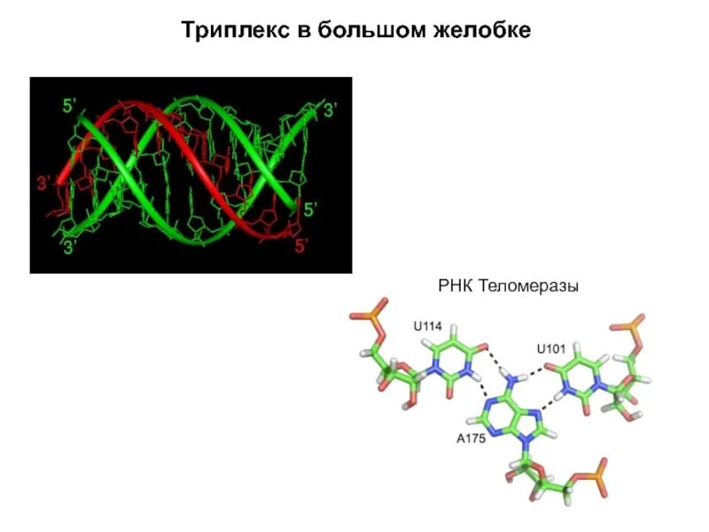 Структурная организация биополимеров. Биополимер ДНК. Триплекс ДНК. Структурированные биополимеры. Рисунок биополимеров