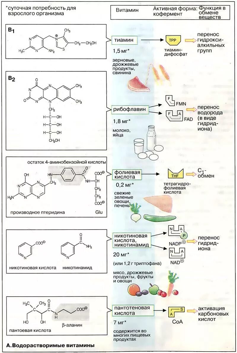 Активная форма в 5. Формулы водорастворимых витаминов биохимия. Водорастворимые витамины формулы. Водорастворимые витамины биохимия. Витамины коферменты биохимия таблица.