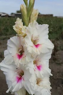 Гладиолусы зима