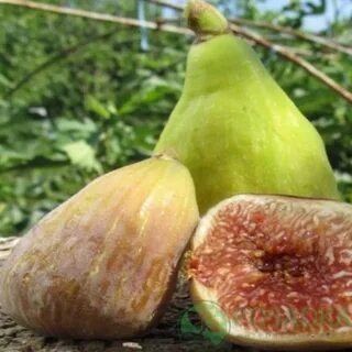 Инжир саженцы краснодар