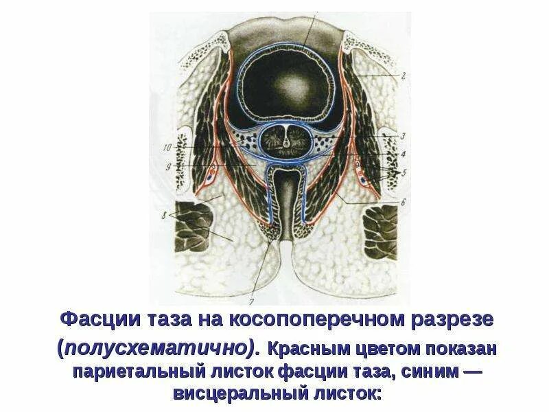Клетчаточное пространство малого таза. Мышцы и фасции малого таза. Подбрюшинный этаж малого таза клетчаточные пространства. Малый таз клетчаточные пространства. Фасции и клетчаточные пространства подбрюшинного этажа малого таза.